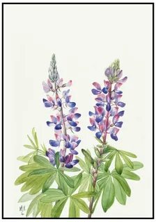 Люпины подпись