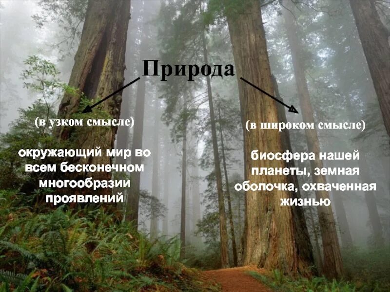 Дайте определение понятия природа. Природа в узком смысле. Природа термин. Природа это определение. Определение понятия природа.