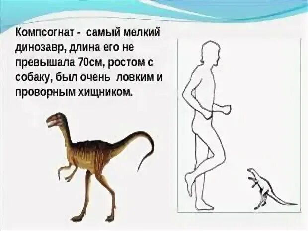 Компсогнат динозавр. Самый маленький динозавр и человек. Как называется самый маленький динозавр. Маленький динозавр компсогнат. Самый маленький динозавр компсогнат.