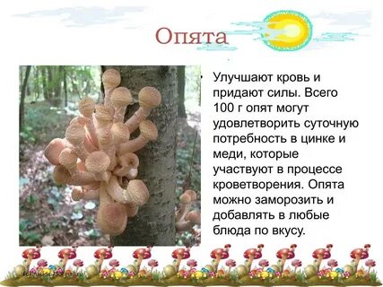 Опята описание