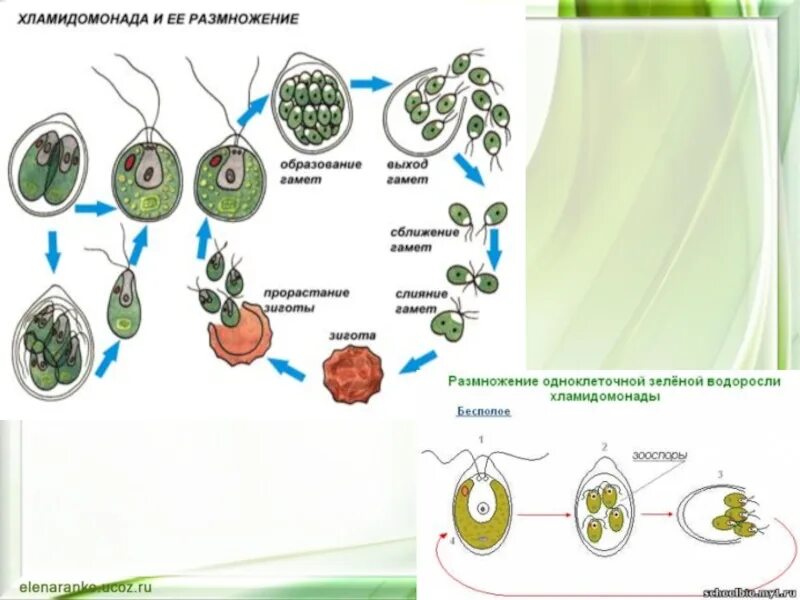 Размножение одноклеточных зеленых водорослей. Размножение сине зеленых водорослей. Способы размножения водорослей. Способы размножения зеленых водорослей.