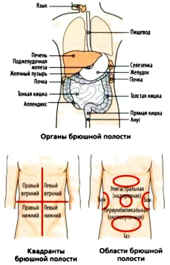 Брюшная область живота. Локализация органов брюшной полости. Области брюшной полости квадранты. Расположение органов брюшной полости по областям. Квадранты живота органы.