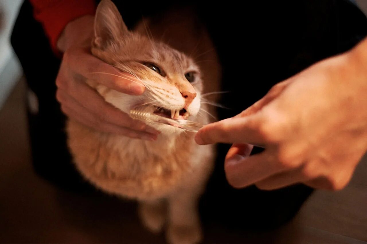 Котэ чистим