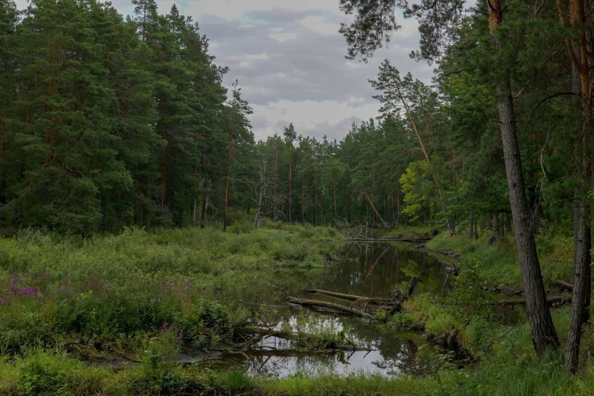 Мещерский лес дорога. Смешанные леса владимирской области. Национальный парк мещерский леса. Леса в мещере глухие. Черустинский лес заповедник.