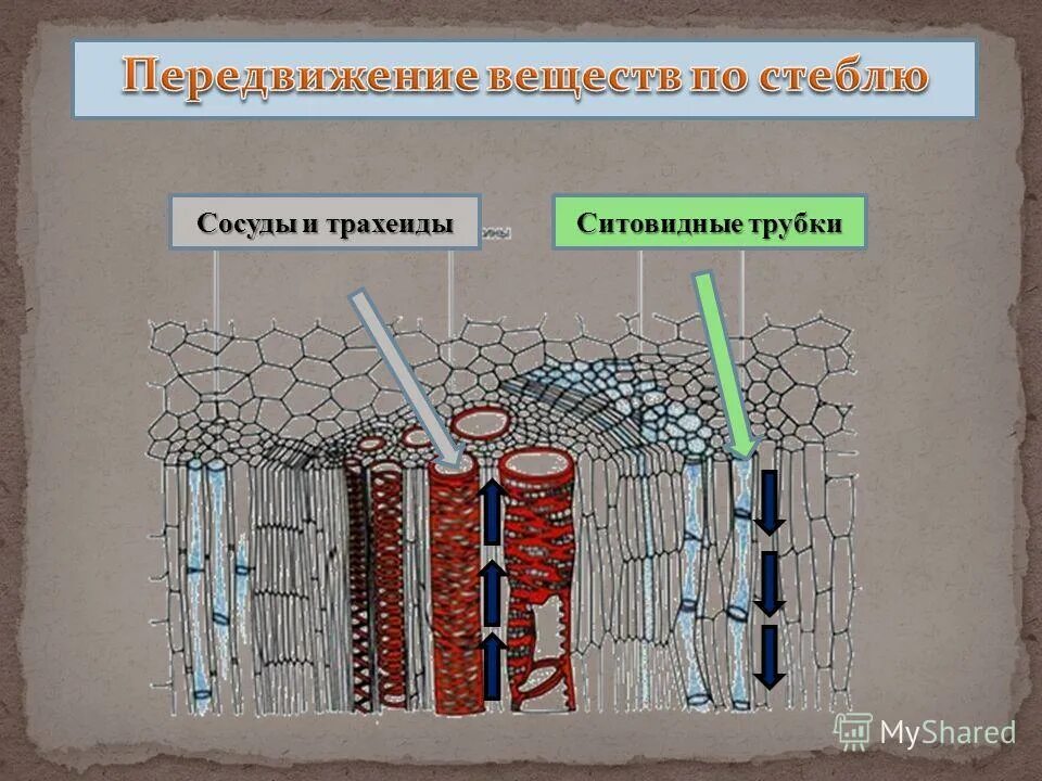 движение воды и минеральных веществ по стеблю. передвижение органических веществ в растении. транспорт растений. транспорт органических веществ в стебле. транспорт органических веществ в стебле.