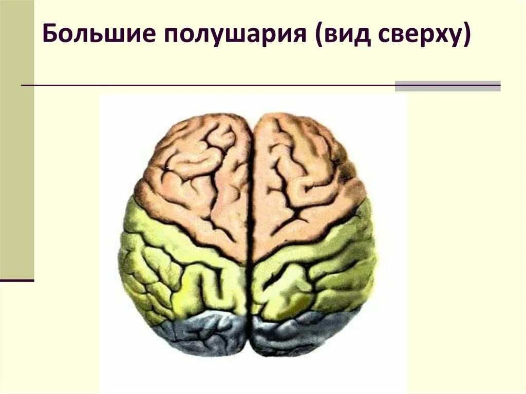 Строение больших полушарий головного мозга у хищников. Большие полушария мозга вид сбоку. Большое полушарие. Большие полушария мозга вид сверху. Большие полушария строение.