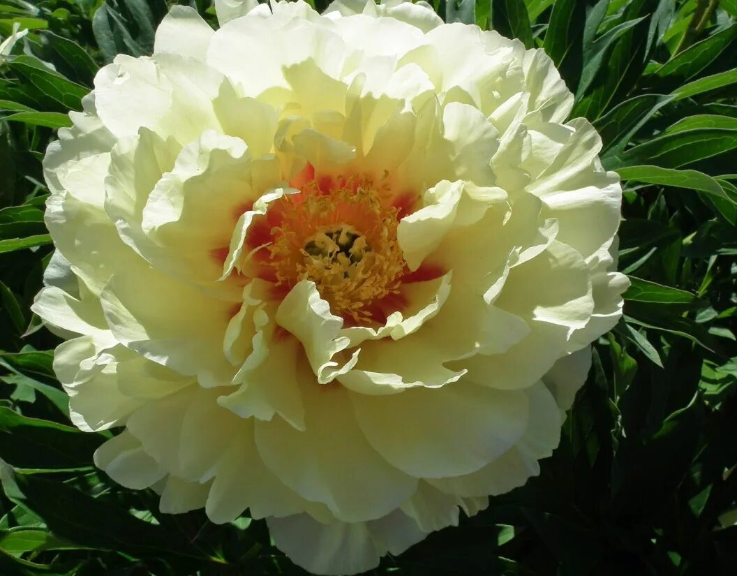 пион лемон дрим