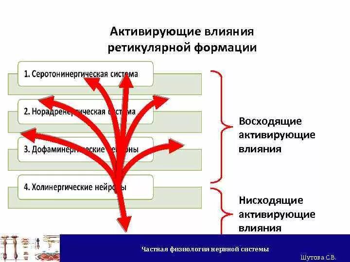 Нисходящая система. Нисходящая система ретикулярной формации. Восходящее и нисходящее влияние ретикулярной формации. Нисходящие влияния ретикулярной формации. Восходящее влияние ретикулярной формации.