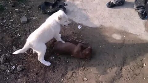 Видео боев питбулей против питбуля