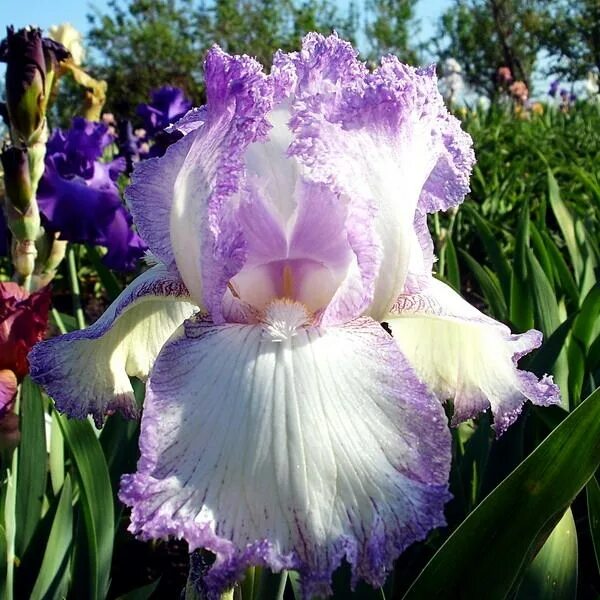 ирис бородатый брейнвейт. ирис снапараззи snaparazzi. ирис ростов отзывы. ирис ростов отзывы. ирис арктик эйдж.