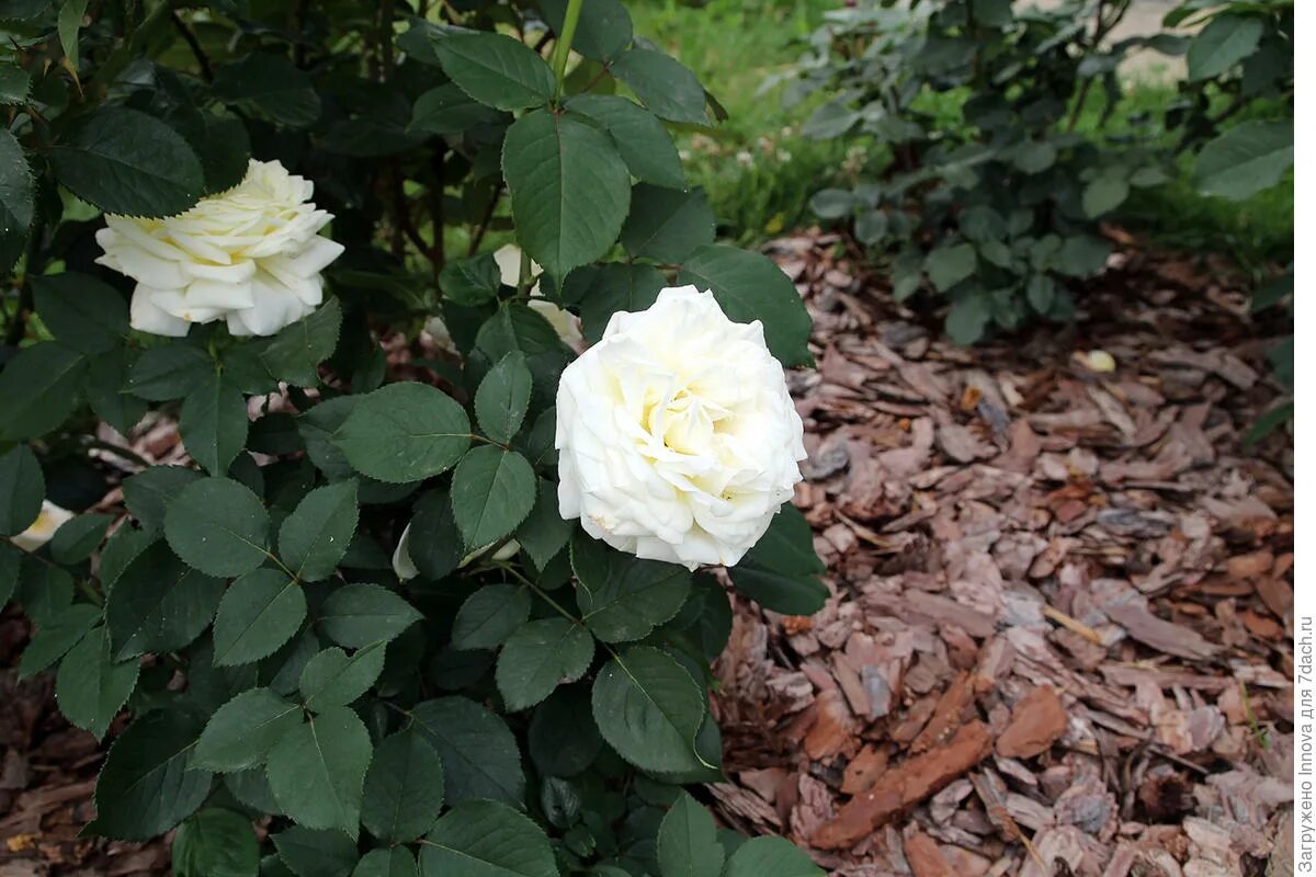 Розы моро. Розы моро. Розы моро. Розы моро. Розы моро.