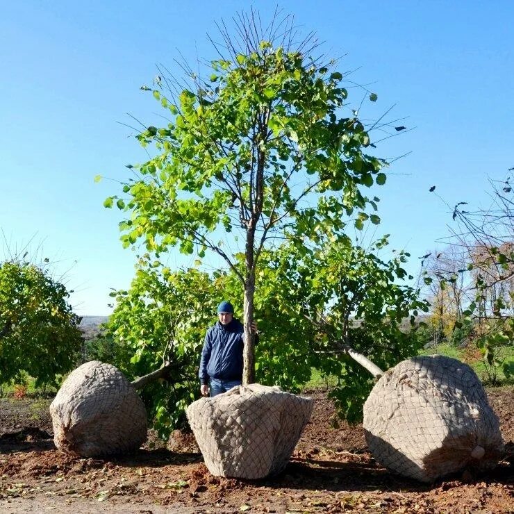 Посадка саженцев. Схема посадки крупномера. Высадка крупномерных деревьев. Технология пересадки крупномерных деревьев. Технология посадки крупномеров.