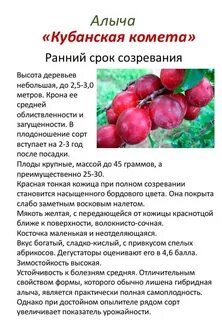 Слива описание сорта фото отзывы опылители