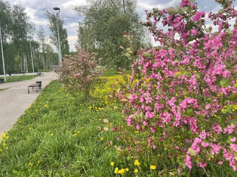 молодой березняк. березняки официальные. уралкалий березники бкпру 3. аварийные дома березники. березниковский филиал пгниу, березники.