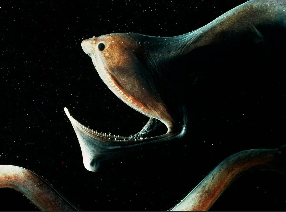 Глубоководные обитатели океана. Большерот рыба-Пеликан. Удильщик мешкорот. Глубоководный угорь-большерот. Пеликановый большерот.