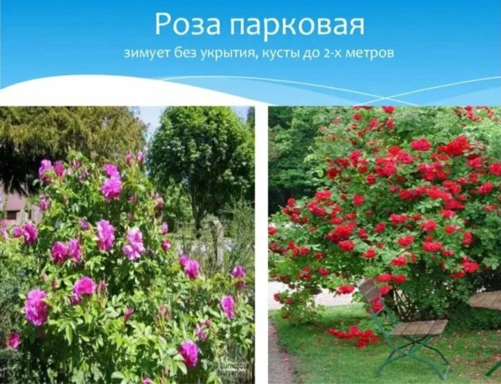 Высота парковых роз. Высота парковых роз. Высота парковых роз. Высота парковых роз. Высота парковых роз.