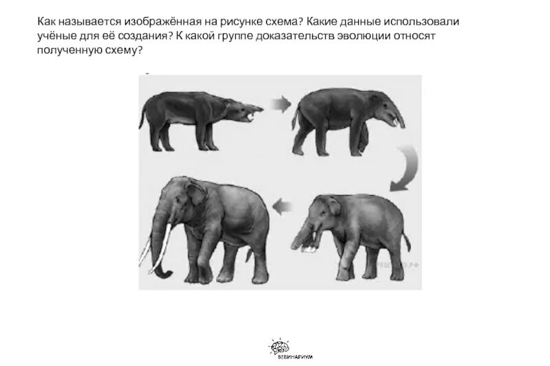 Назовите изображенную. Назовите изображенную