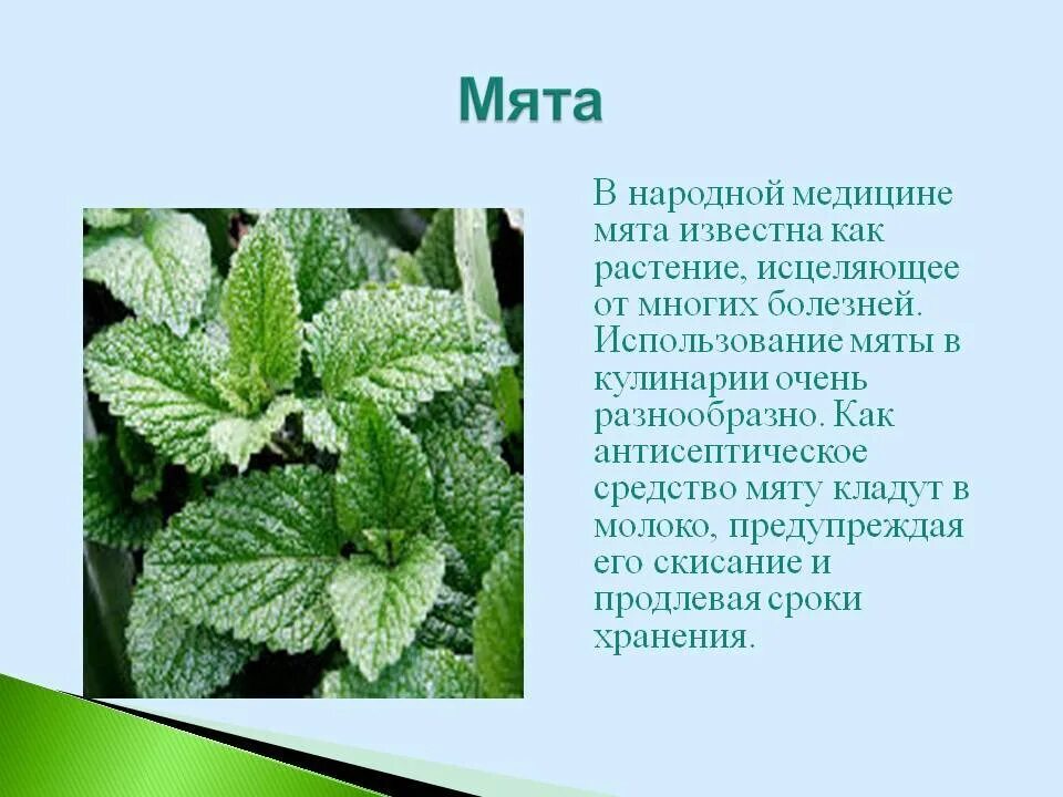 Растение для составления текста описания. Перечная мята окружающий мир 2 класс. мята перечная растение. перечная мята лекарственное растение описание. лекарственые растение мята.