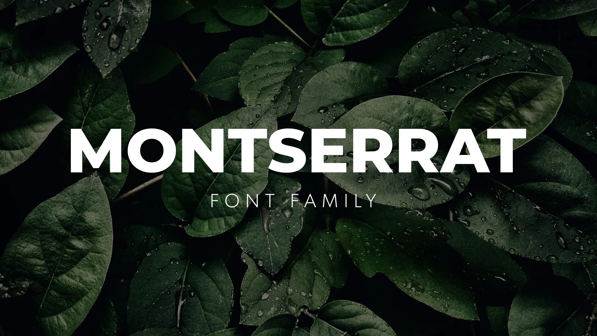 Montserrat шрифт. Montserrat семейство шрифтов. Montserrat начертания. Шрифт Монтсеррат кириллица.