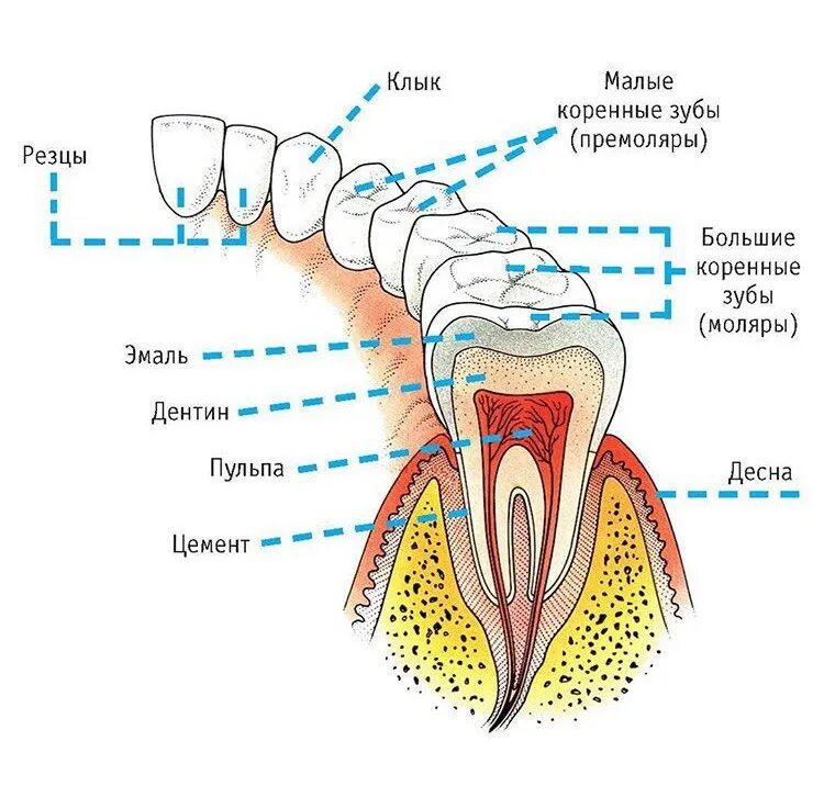 Куда зубы дел. Зубы человека и их строение. строение коренного зуба. малый коренной зуб строение. передние зубы строение.