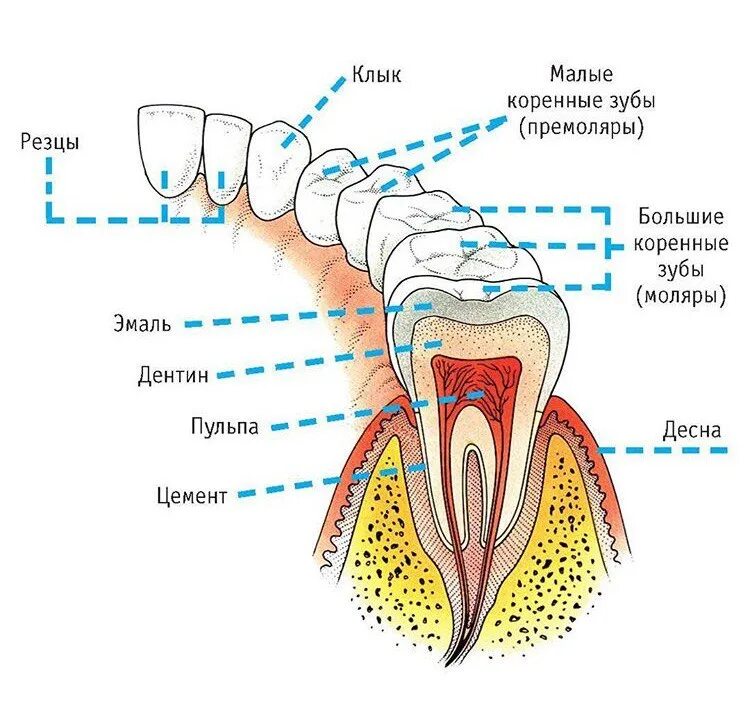 Строение зубов человека схема верхней челюсти. Схема строения коренного зуба. Премоляры зубы анатомия. Анатомическое строение фронтальных зубов. Где находится десна