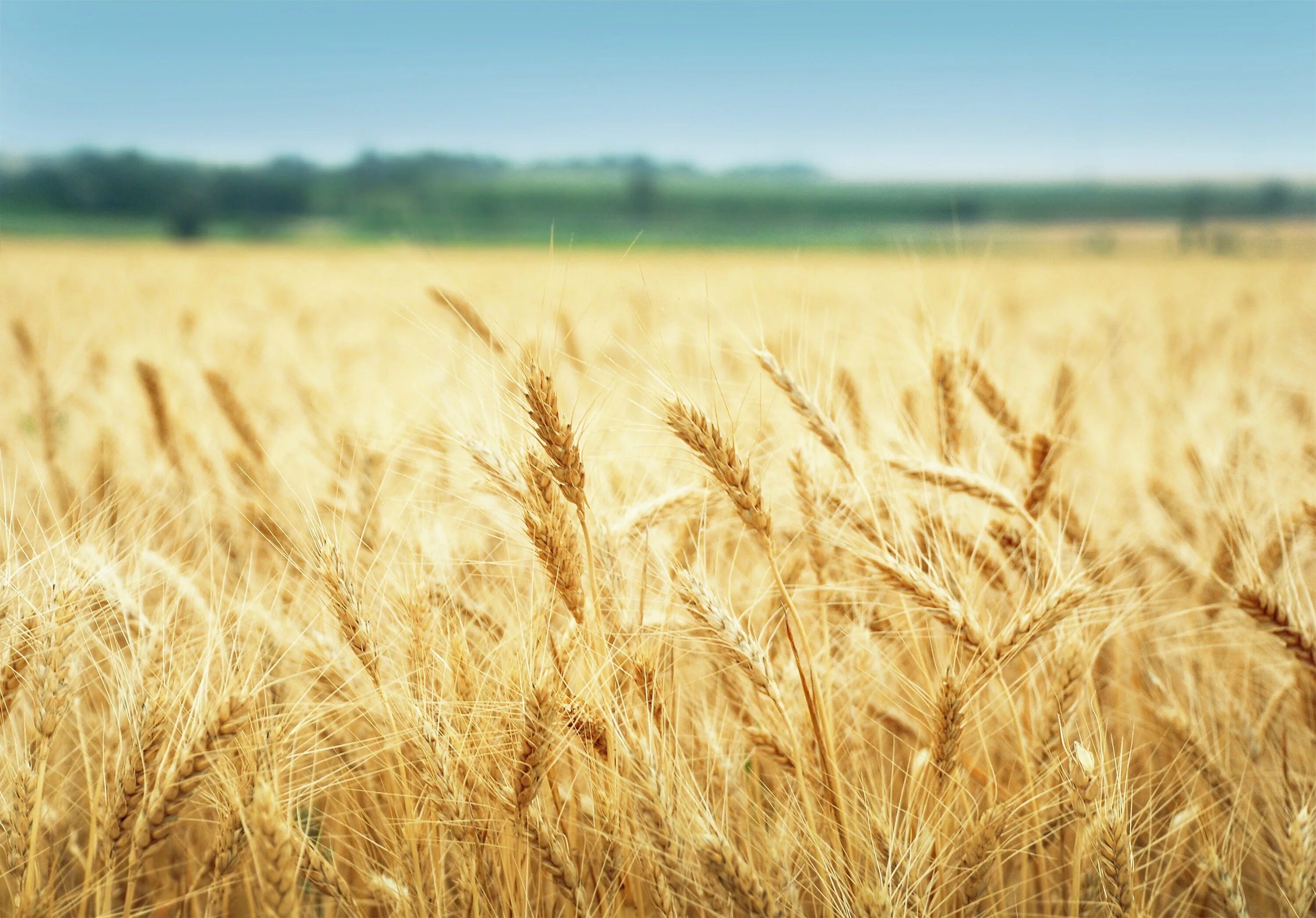 Отличные пшеничные. Спелая пшеница. Зерновое поле. Пшеница фон. Пшеничное поле спелое.