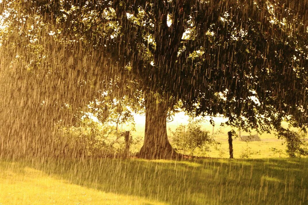 Rain tree
