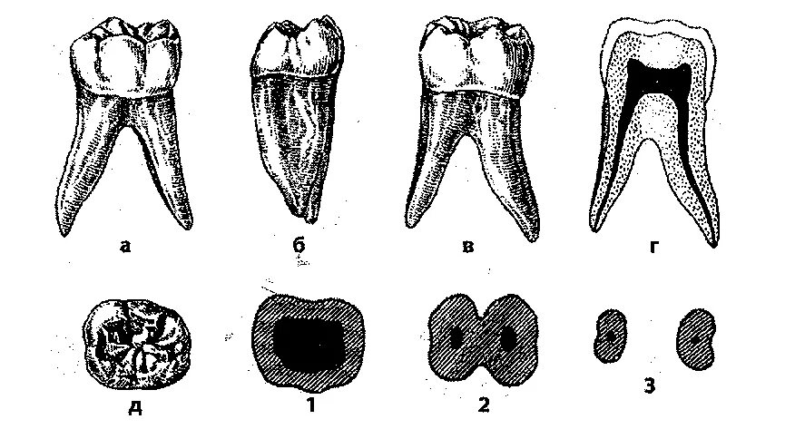 Моляр верхней челюсти анатомия. Первый моляр нижней челюсти анатомия. Анатомия второго моляра нижней челюсти. Зуб первый моляр нижней челюсти.