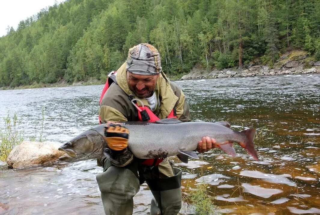 ихтиофауна реки алдан. река витим рыбалка. обыкновенный таймень. рыбалка на реках якутии. река амга рыбалка.