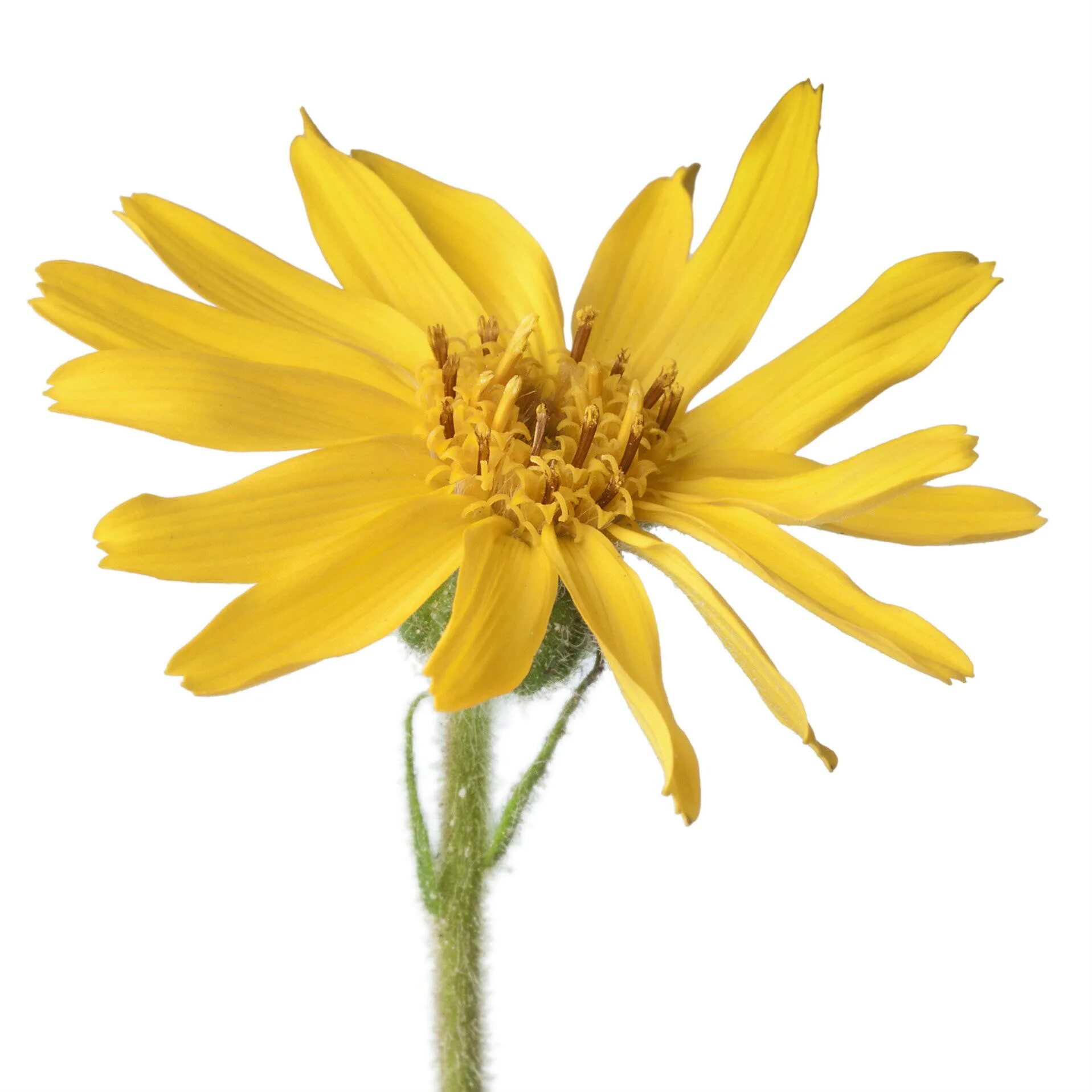 Цветок арники горной. Arnica montana extract. Арника горная. Арника монтана растение. Экстракт цветов арники.