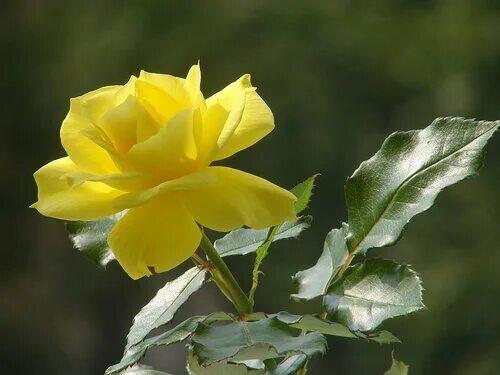 женщина с желтыми розами. стихи про желтые розы короткие и красивые. букет желтых роз для тебя. доброе утро с желтыерозами. букет желтых роз.