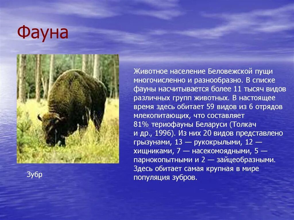 Характерные представители. Обитатели уссурийской тайги. Животные южнойной америки. Животные обитающие в австралии. Информация о зубре.