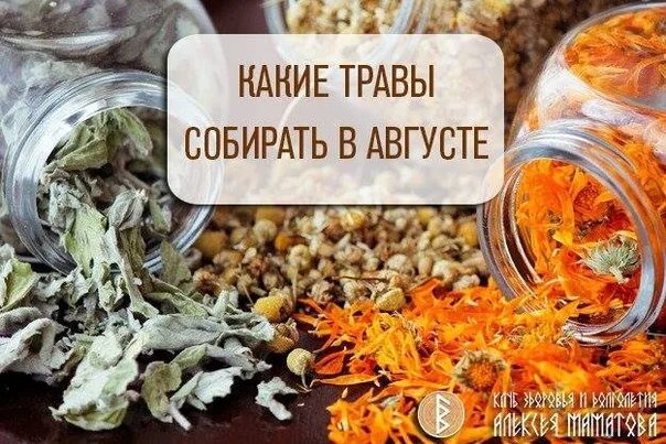 Что собирают в конце августа