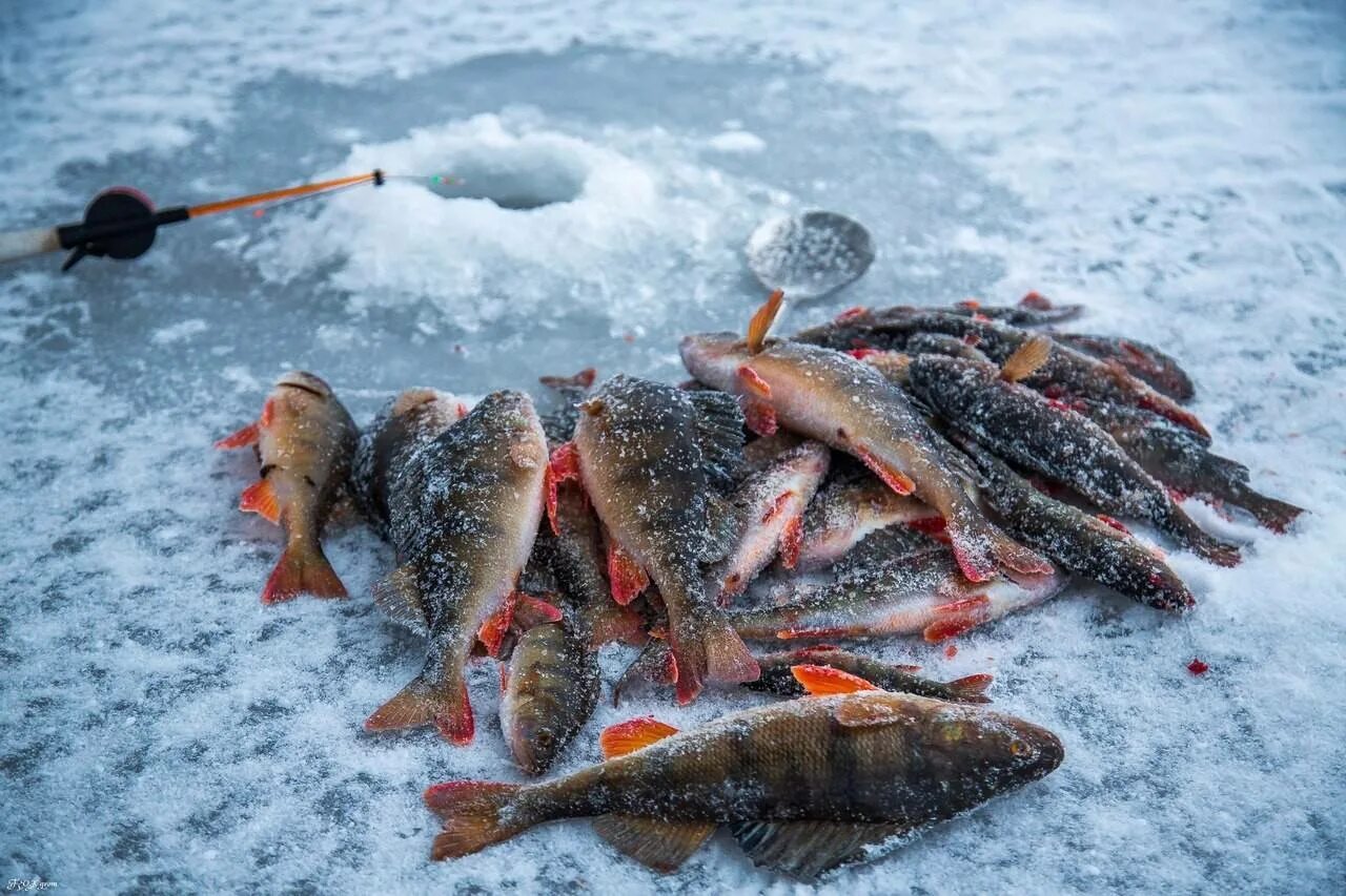 Чебак Иссык-Кульский. Рыбалка зимой. Зимняя рыбалка улов. Зимний окунь. Ловят ли рыбу весной
