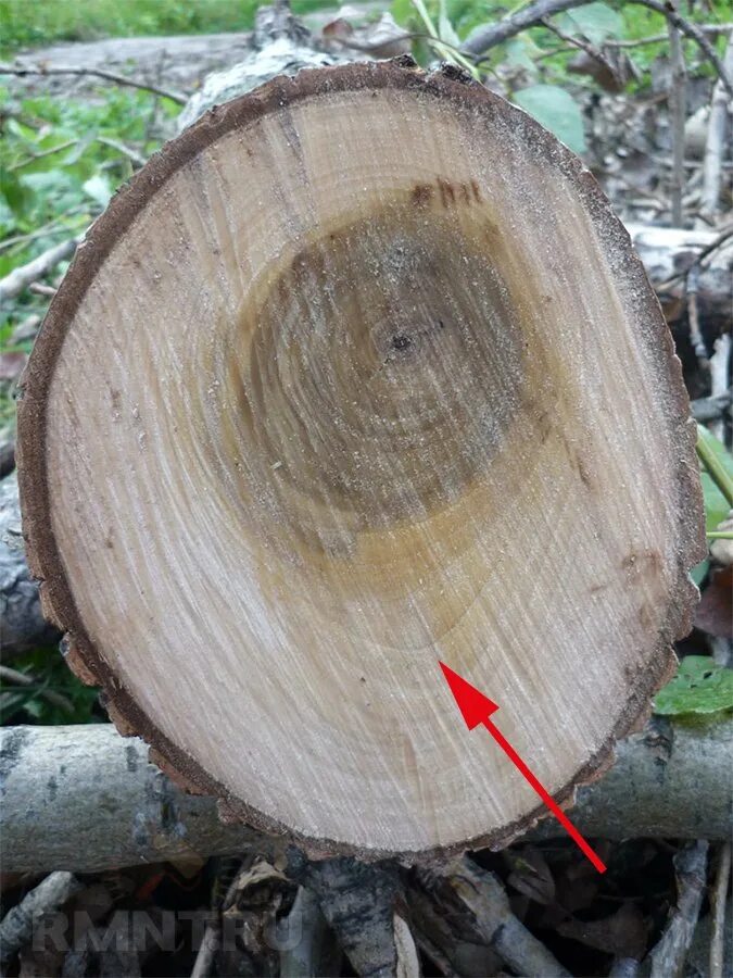 Смещенная сердцевина. Ядро и заболонь. Местная крень. Крень древесины сплошная. Сердцевина пиломатериалов.