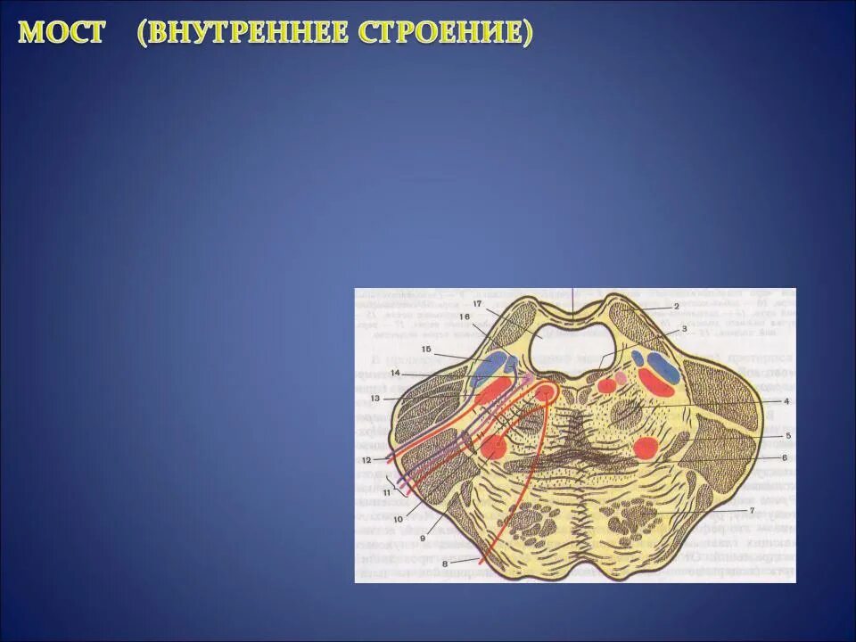 Ядра моста мозга. Варолиев мост внутреннее строение. Поперечный срез моста головного мозга. Поперечный срез варолиева моста проводящие пути. Поперечный срез моста анатомия.