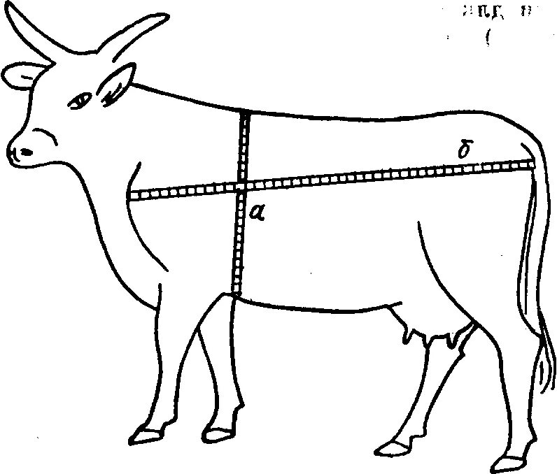 Живой вес теленка. Таблица живого веса КРС Быков. Схема промеров КРС. Таблица живой массы КРС. Лента для обмера КРС.
