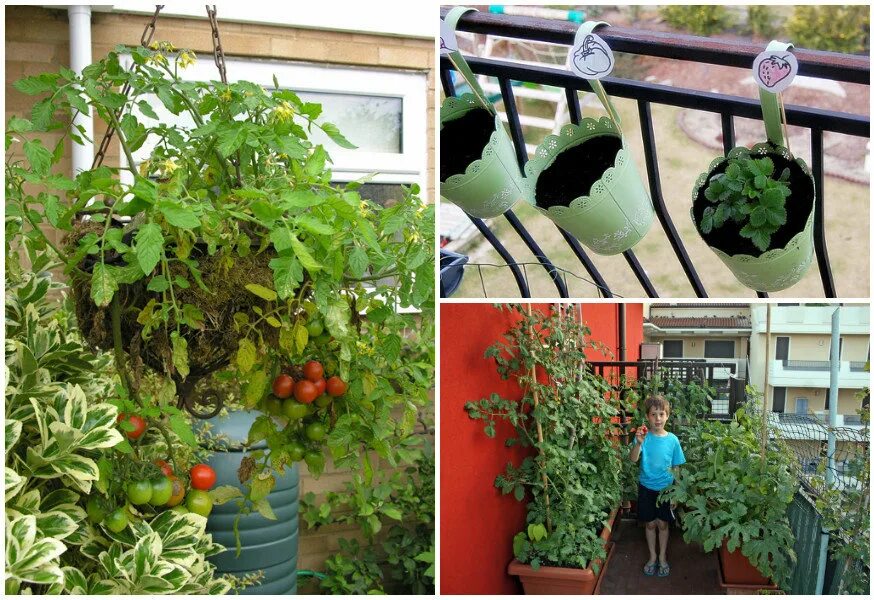 Огород на балконе. Овощи на балконе. Мини огород на лоджии. Выращивать овощи на балконе.