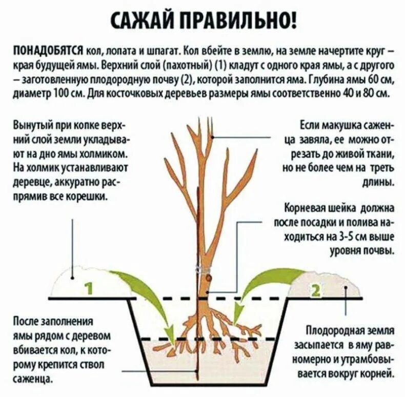 Как правильно разрастаются. Правильная посадка саженцев плодовых деревьев весной. корневая шейка у вишни. корневая шейка саженца вишни. как правильно садить саженцы плодовых деревьев весной.