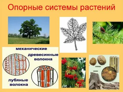 Вид опорной системы