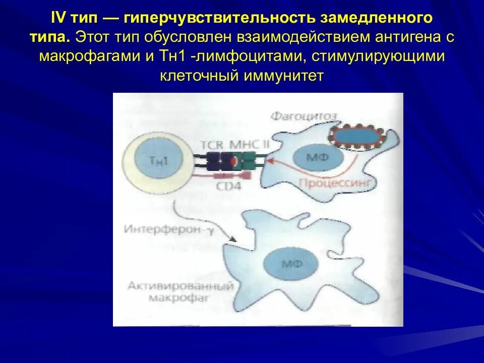 Гиперчувствительностью замедленного типа является тип гиперчувствительности. Гиперчувствительность замедленного типа. т лимфоциты гиперчувствительности замедленного типа. т клетки гиперчувствительности замедленного типа являются. гзт 4 типа механизм.