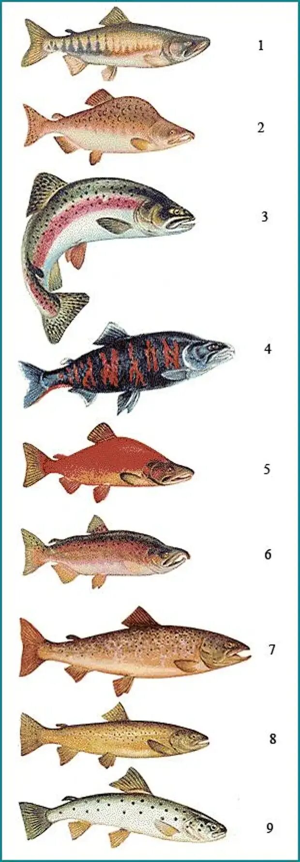 Какие рыбы лососевые. Рыба отряда лососевых кумжа. Отряд Лососеобразные лососевые. Лососеобразные семга. Классификация лососеобразных рыб.