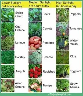 Grow vegetables перевод