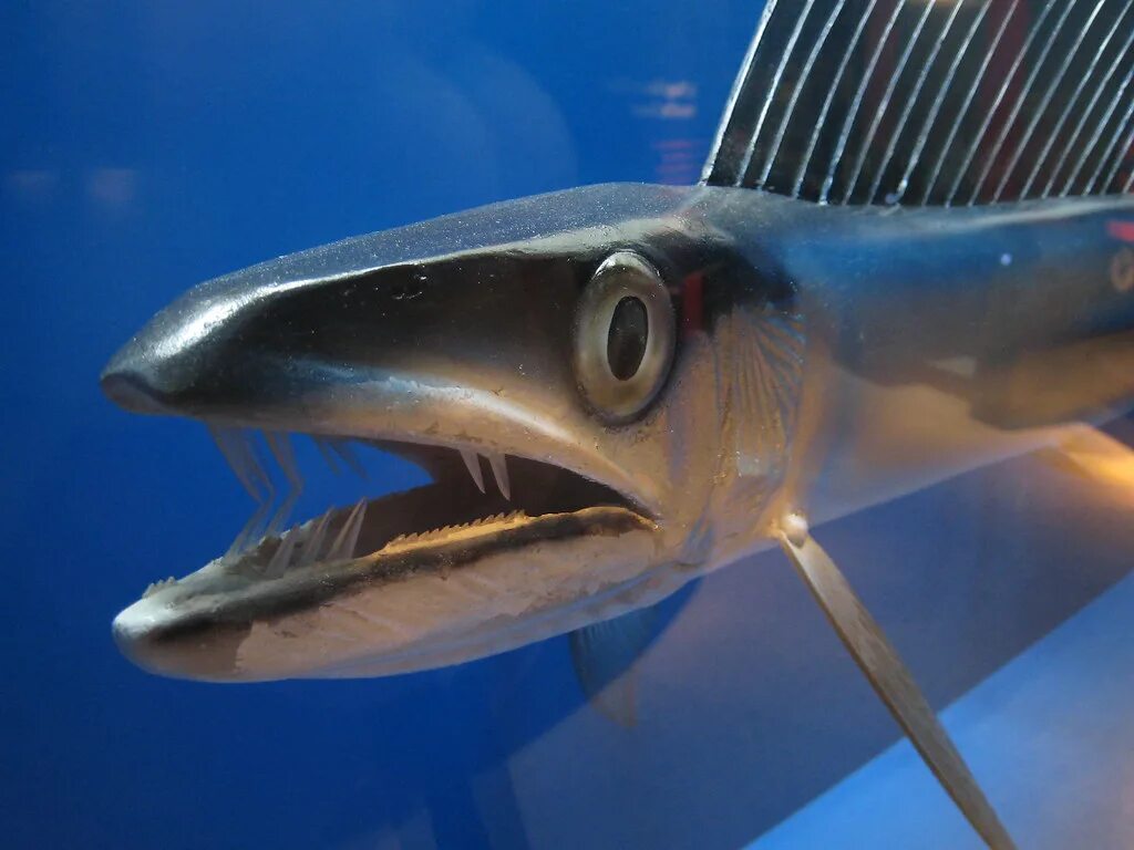 Большеголовый. Longnose Lancetfish. Alepisaurus Ferox. Lancet Fish. Большеголовый алепизавр.