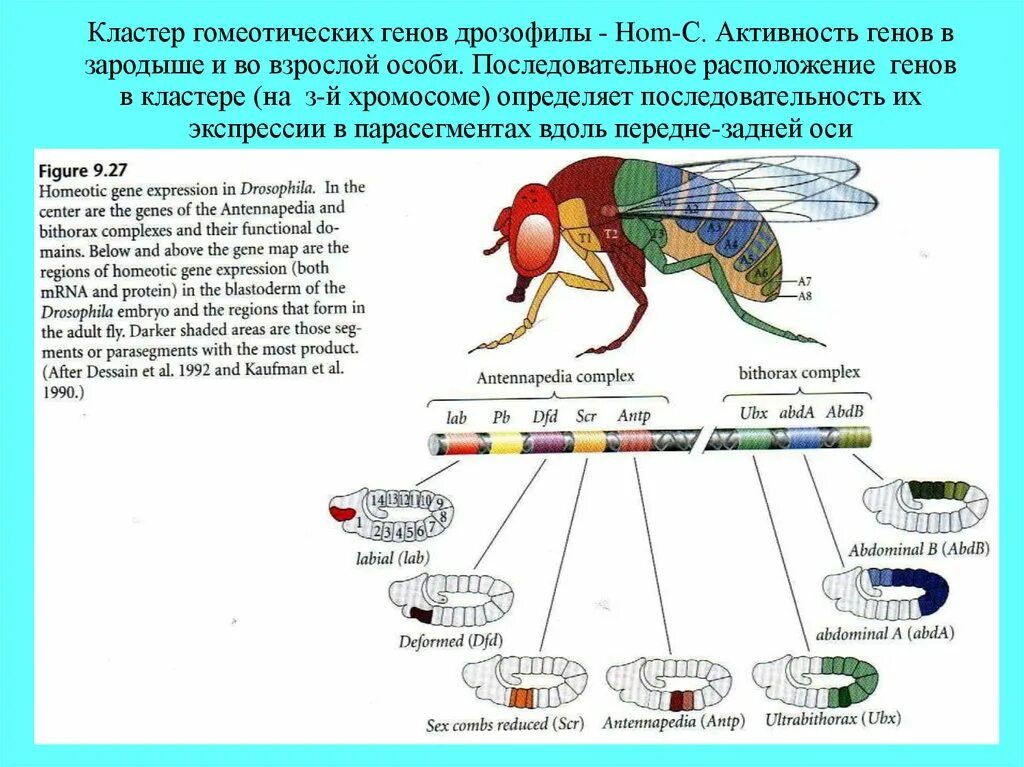 Генотип мухи дрозофилы. Генетическая карта хромосом дрозофилы. генетическая карта дрозофилы гены. дрозофилы генетика.
