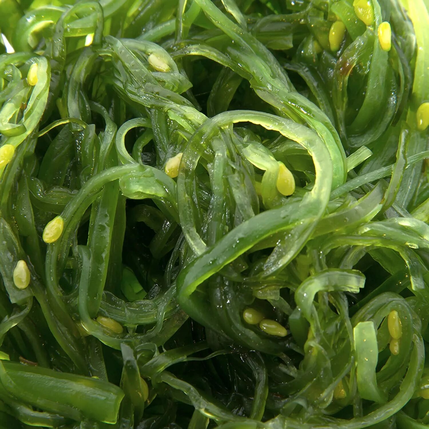 Съедобные водоросли названия. Съедобные водоросли. Зелёные водоросли. Зеленые морские водоросли съедобные. Ярко зелёные водоросли съедобные.