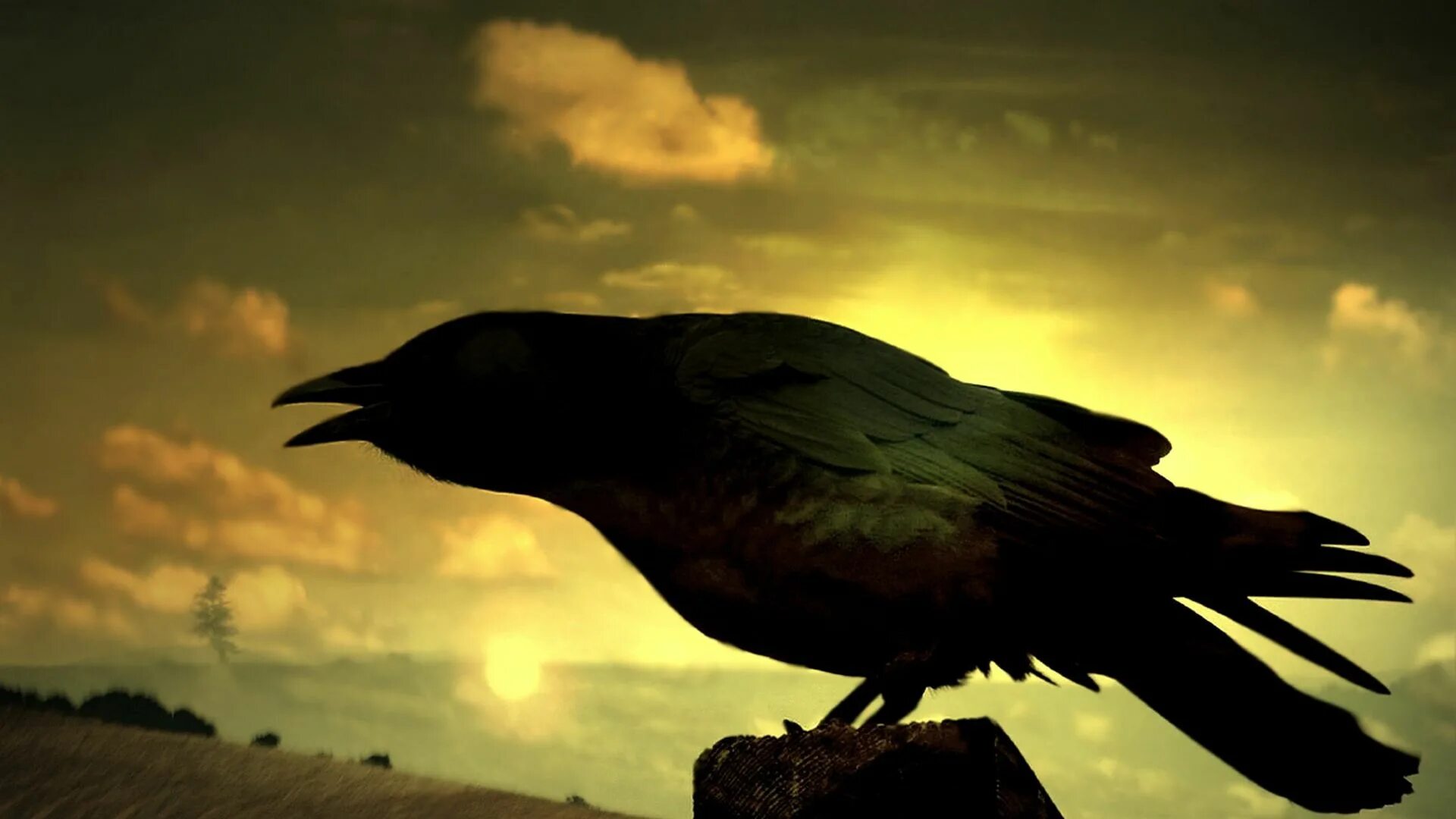 Crow full. Ворона на ветке. Crow full. Черный ворон. Crow full.