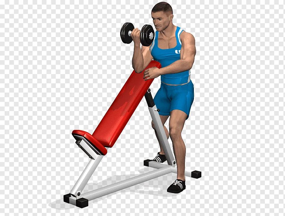 Biceps curl. Сгибание рук стоя. скамейка для бицепса. dambil curl. скамья для занятий с гантелями.
