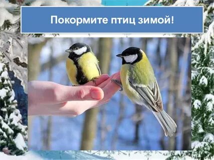 День птиц зимой