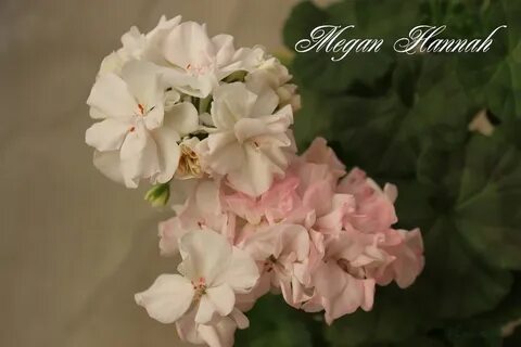 Пеларгония фантазия флер